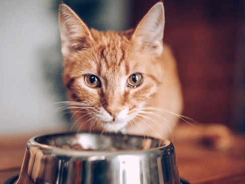 Top Vegetables for Cats